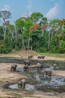Dzanga Prints: African forest elephant (Loxodonta cyclotis)