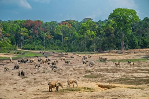 Dzanga Prints: African forest elephant (Loxodonta cyclotis)