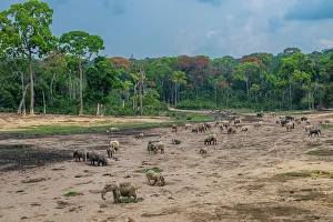 Dzanga Prints: African forest elephant (Loxodonta cyclotis)