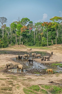 Dzanga Prints: African forest elephant (Loxodonta cyclotis)