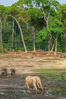 Dzanga Prints: African forest elephant (Loxodonta cyclotis)