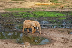 Dzanga Prints: African forest elephant (Loxodonta cyclotis)