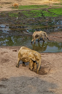 Dzanga Prints: African forest elephant (Loxodonta cyclotis)