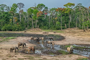 Dzanga Prints: African forest elephant (Loxodonta cyclotis)