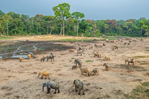 Dzanga Prints: African forest elephant (Loxodonta cyclotis)