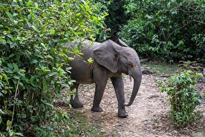 Dzanga Prints: African forest elephant (Loxodonta cyclotis)