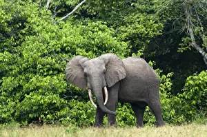 Male Animal Prints: African forest elephant (Loxodonta cyclotis) bull standing at the edge of the forest