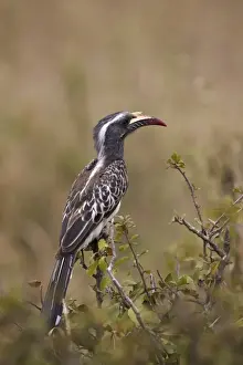 Ornithological Prints: African grey hornbill (African gray hornbill) (Tockus nasutus)