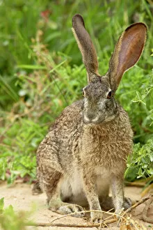 Addo Elephant National Park Gallery: African hare (Cape hare) (brown hare) (Lepus capensis)