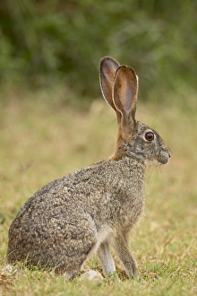 Images Dated 9th November 2006: African hare (Cape hare) (brown hare) (Lepus capensis), Addo Elephant National Park