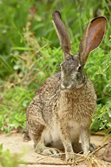 Seated Prints: African hare (Cape hare) (brown hare) (Lepus capensis)