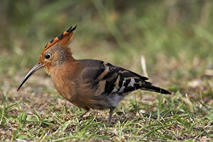 African hoopoe (Upupa africana)