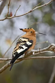 Images Dated 27th October 2006: African hoopoe (Upupa africana)