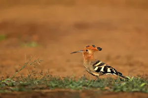 Rare Prints: African hoopoe (Upupa africana), Zimanga game reserve, KwaZulu-Natal, South Africa