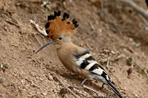 African hoopoe (Upupa africana) with its crest extended, Addo Elephant National Park