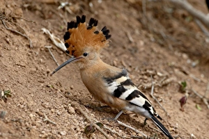 African hoopoe (Upupa africana) with its crest extended, Addo Elephant National Park African hoopoe (Upupa africana) with its crest extended, Addo Elephant National Park