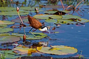 Shorebird Prints: African Jacana, (Actophilornis africana)