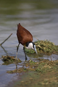 Innocence Prints: African jacana (Actophilornis africanus)