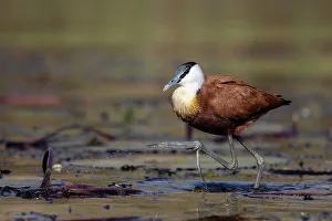 Claw Prints: African jacana (Actophilornis africanus), Chobe National Park, Botswana, Africa