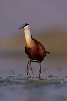Wading Prints: African jacana (Actophilornis africanus), Zimanga game reserve, South Africa, Africa
