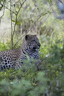 African leopard (Panthera pardus), Masai Mara National Reserve, Kenya, East Africa