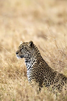 African leopard (Panthera pardus pardus), Serengeti National Park, Tanzania, East Africa