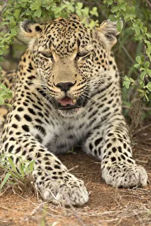 Savanna Prints: African Leopard (Panthera pardus) in savanna, Kruger National Park, South-Africa, Africa