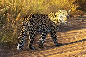 Animal Kingdom Prints: African Leopard, Pilanesberg National Park, North West Province, South Africa, Africa