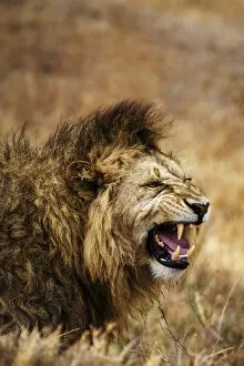 african lion leo panthera ngorongoro national