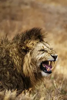 Tanzania Prints: African lion (Leo panthera), Ngorongoro National Park, Tanzania, East Africa, Africa