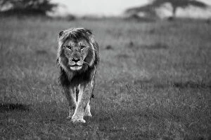 Lion Collection: African lion (Panthera Leo), Maasai Mara, Mara North, Kenya, East Africa, Africa