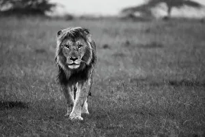 Mane Prints: African lion (Panthera Leo), Maasai Mara, Mara North, Kenya, East Africa, Africa