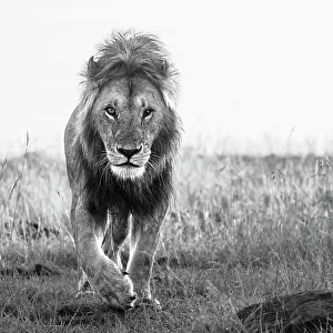 Savannah Prints: African Lion (Panthera Leo), Mara North, Maasai Mara, Kenya, East Africa, Africa