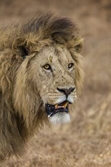 African lion (Panthera leo), Ngorongoro National Park, Tanzania, East Africa, Africa