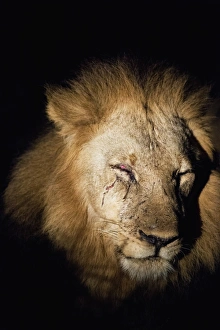 Black Background Prints: African Lion (Panthera Leo), Zambia, Africa