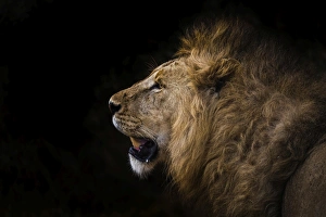 African lion in shadow (Leo panthera), Ngorongoro Crater, Tanzania, East Africa, Africa African lion in shadow (Leo panthera), Ngorongoro Crater, Tanzania, East Africa, Africa