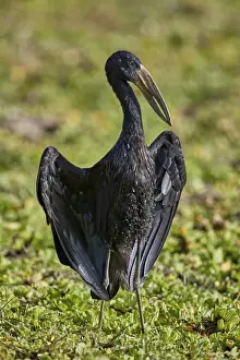 Game Reserve Prints: African open-billed stork (African openbill) (Anastomus lamelligerus), Selous Game Reserve