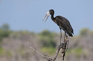 Open Mouth Prints: African openbill (Anastomus lamelligerus)