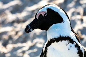 Flightless Bird Gallery: African Penguin, Boulders Beach in Cape Town, South Africa, Africa