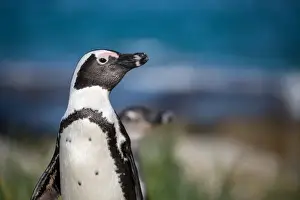 African penguin (jackass penguin) (Spheniscus demersus), Boulders Beach. Boulders Penguin Colony