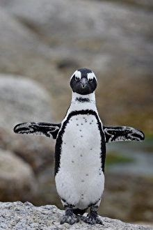 Images Dated 27th October 2007: African penguin (Spheniscus demersus), Simons Town, Cape Province, South Africa, Africa