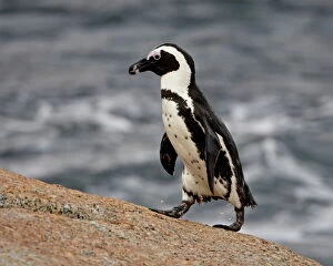 Images Dated 28th October 2007: African penguin (Spheniscus demersus), Simons Town, South Africa, Africa