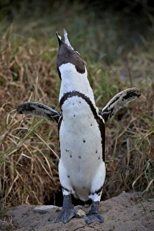 Sea Bird Prints: African Penguin (Spheniscus demersus) calling, Simons Town, near Cape Town, South Africa