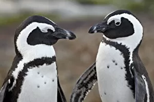 Foreground Focus Gallery: African penguin (Spheniscus demersus) pair, Simons Town, South Africa, Africa