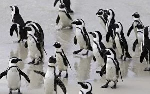 Flightless Bird Gallery: African penguins (Jackass penguins) on Boulders Beach, Simons Town, Cape Town, Western Cape