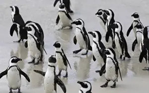 African penguins (Jackass penguins) on Boulders Beach, Simons Town, Cape Town, Western Cape