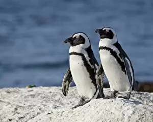 Images Dated 1st April 2011: Two African penguins (Spheniscus demersus), Simons Town, South Africa, Africa