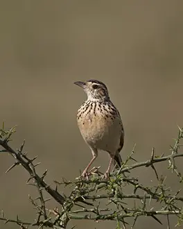 African pipit (grassland pipit) (grassveld pipit) (Anthus cinnamomeus), Ngorongoro