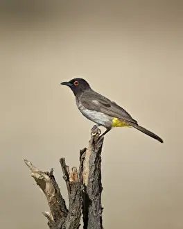 Songbird Prints: African red-eyed bulbul (black-fronted bulbul) (Pycnonotus nigricans)