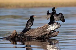 Cormorant Prints: African Reed Cormorant (Phalacrocorax africanus) perching on a dead log mid river